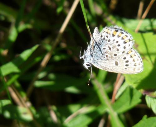 Plebejus sp.