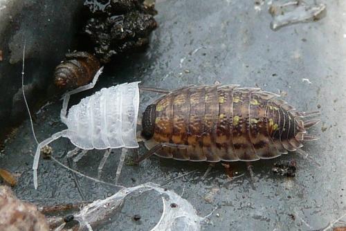 Réf. 89 533 : Porcellio spinicornis