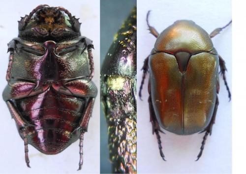 Réf. 89 058 : Potosia cuprea
