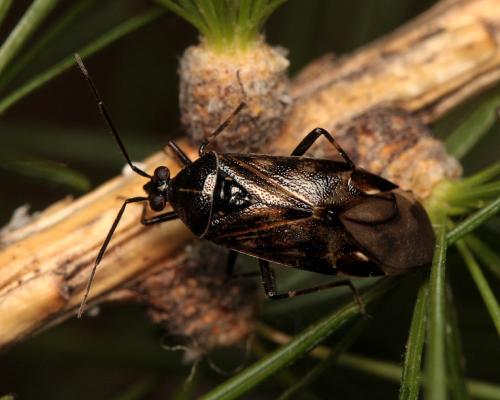 Deraeocoris annulipes