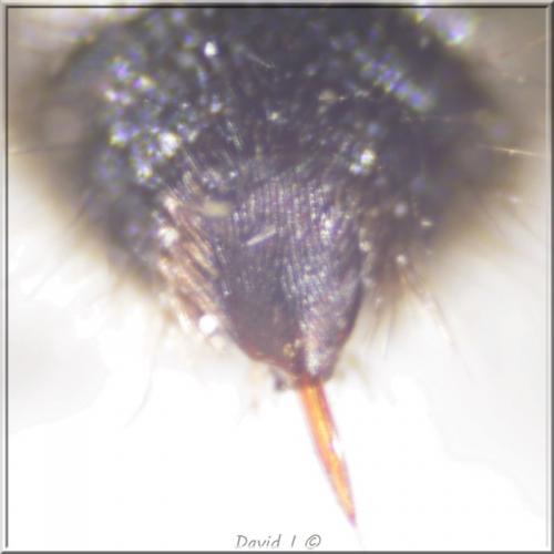 Réf. 89 636 : Smicromyrme rufipes
