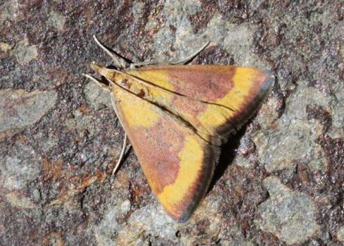 Pyrausta castalis