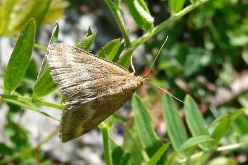 Pyrausta aerealis