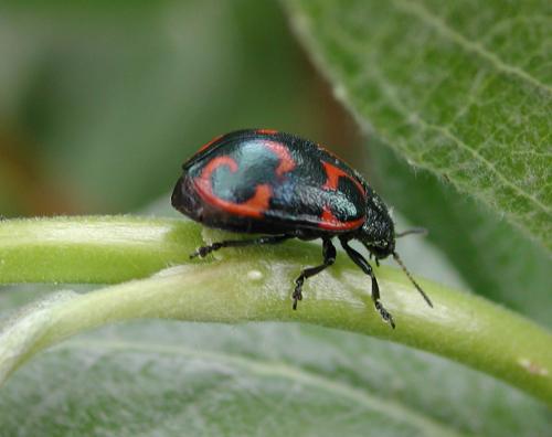 Réf. 89 773 : Chrysomela lapponica