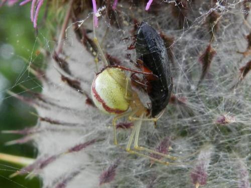 Enoplognatha sp.