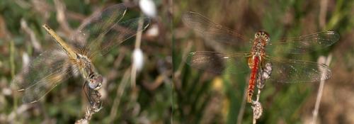 Sympetrum fonscolombii