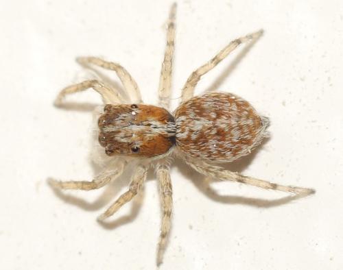 Pseudeuophrys sp.