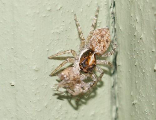 Menemerus semilimbatus