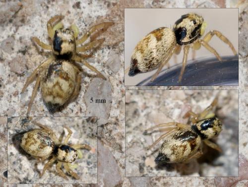 Heliophanus tribulosus