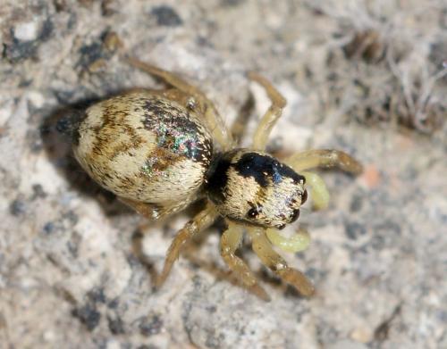 Heliophanus tribulosus