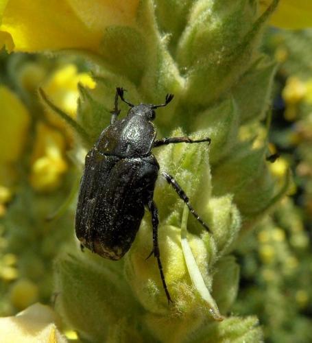 Oxythyrea funesta