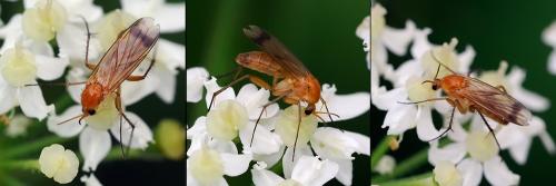 Leia sp.
