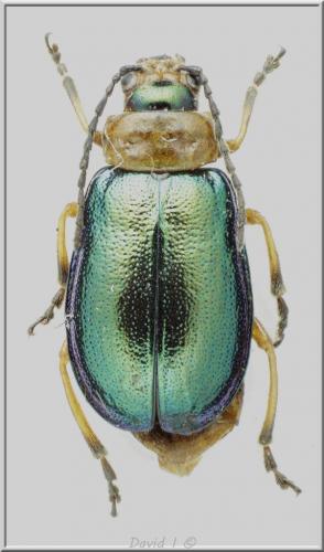 Réf. 89 184 : Sermylassa halensis