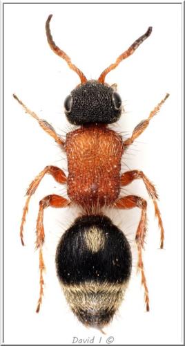 Smicromyrme rufipes