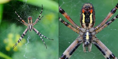 Réf. 89 330 : Argiope bruennichi