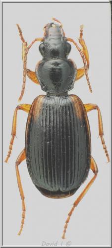 Cymindis humeralis