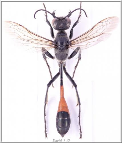Ammophila sabulosa