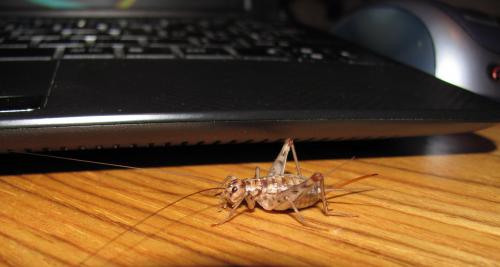 Gryllomorpha dalmatina dalmatina