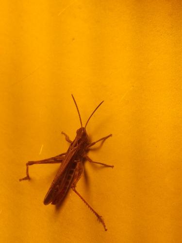 Chorthippus sp.
