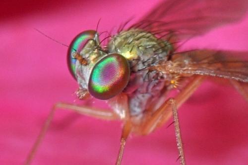 Sciapus sp.