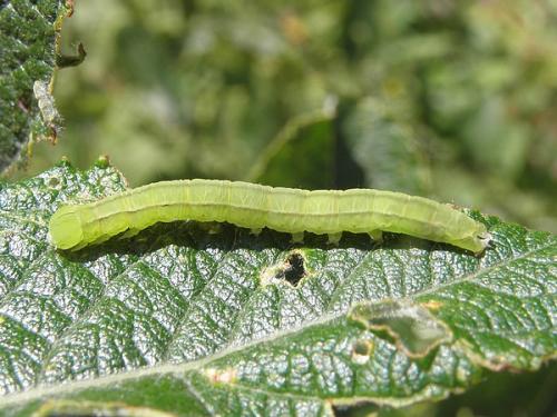 Scoliopteryx libatrix
