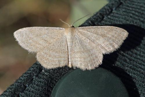 Réf. 89 594 : Scopula virgulata