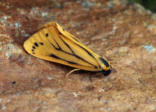 Réf. 89 029 : Setina irrorella