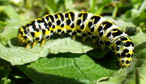 Réf. 89 782 : Cucullia sp.