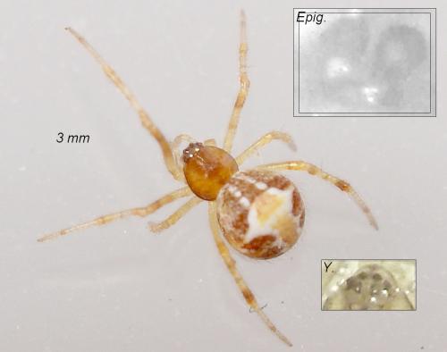 Réf. 89 218 : Simitidion simile