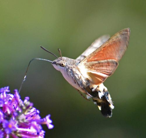 Macroglossum stellatarum