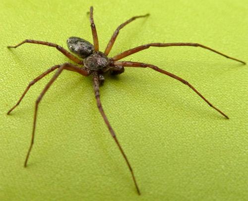 Philodromus sp.