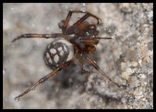 Steatoda sp.