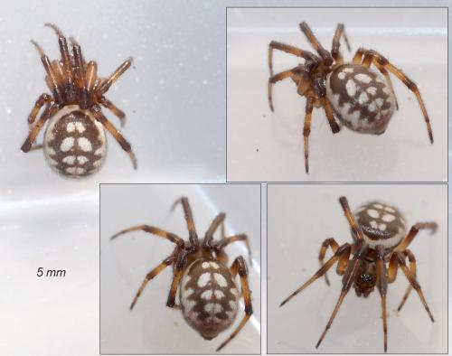 Steatoda sp.