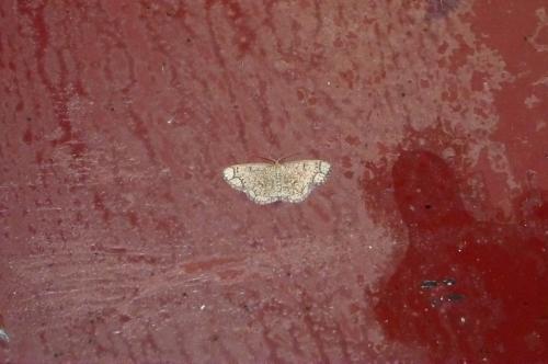 Stegania cararia