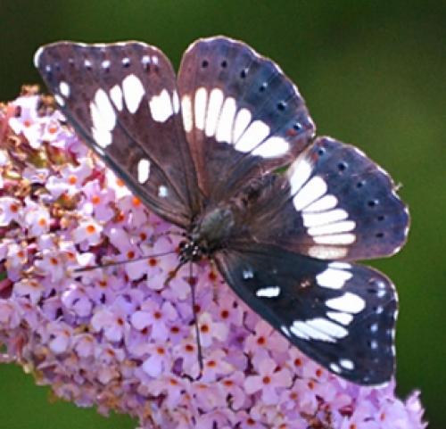 Limenitis reducta