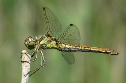 Réf. 89 797 : Sympetrum vulgatum