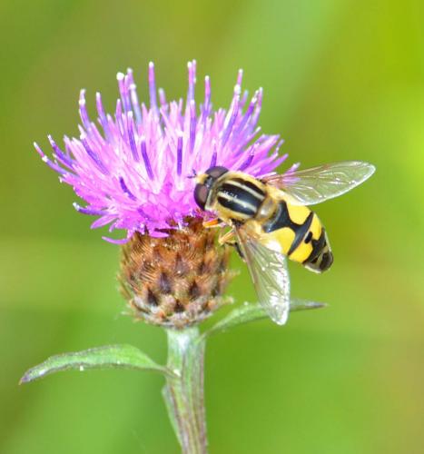 Helophilus trivittatus