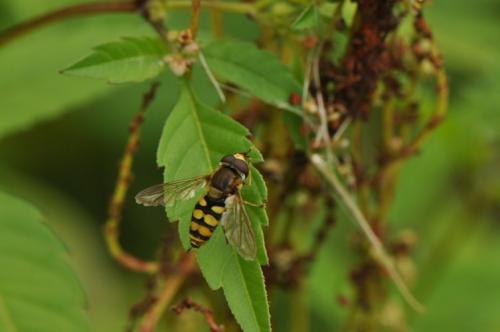 Eupeodes corollae