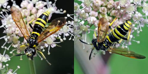 Réf. 89 646 : Tenthredo (marginella-thompsoni)