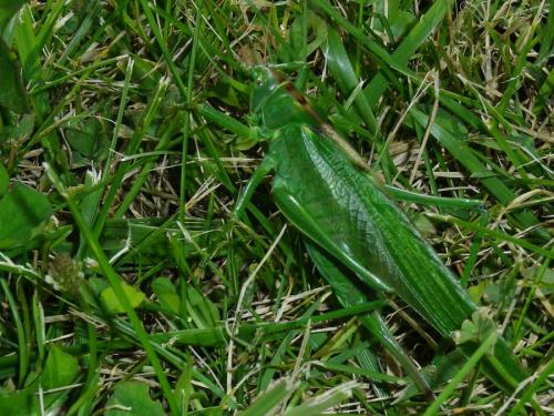 Tettigonia viridissima