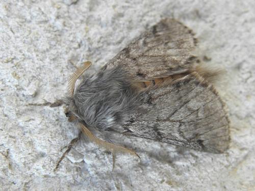 Thaumetopoea pityocampa