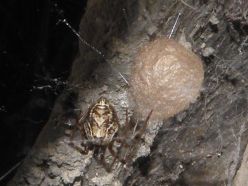 Réf. 89 442 : Parasteatoda sp.