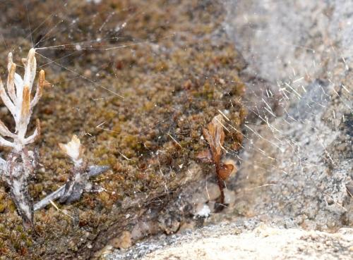 Steatoda sp.