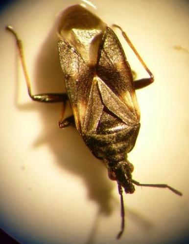 Temnostethus pusillus