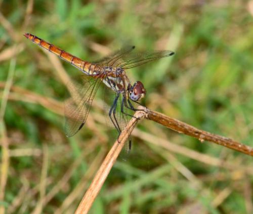 Trithemis annulata