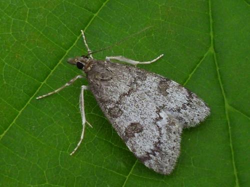 Udea cyanalis