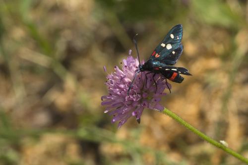 Zygaena ephialtes