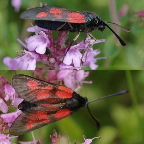 Réf. 89 701 : Zygaena viciae