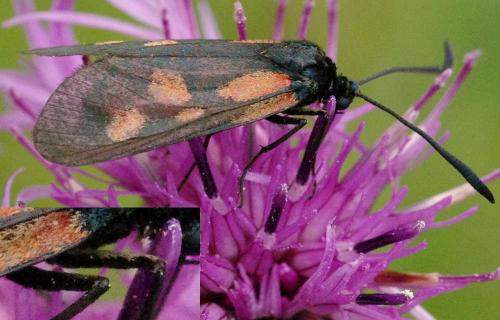 Réf. 89 716 : Zygaena viciae
