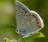89948 – Photo : gyps – France (38)